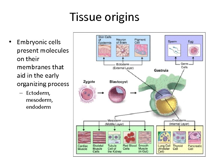 Tissue origins • Embryonic cells present molecules on their membranes that aid in the