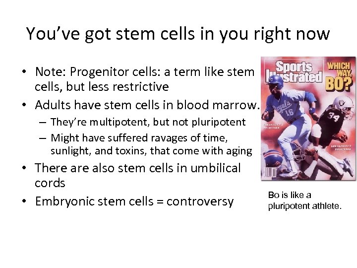 You’ve got stem cells in you right now • Note: Progenitor cells: a term