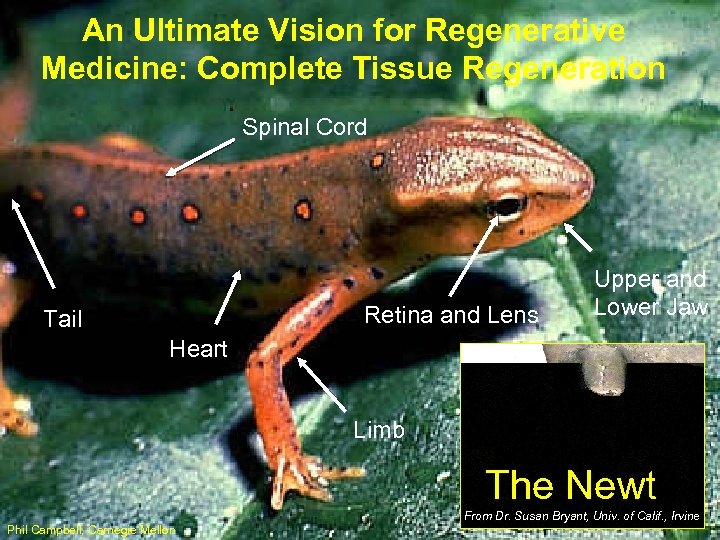 An Ultimate Vision for Regenerative Medicine: Complete Tissue Regeneration Spinal Cord Retina and Lens