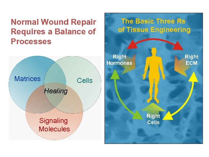 Normal Wound Repair Requires a Balance of Processes The Basic Three Rs of Tissue