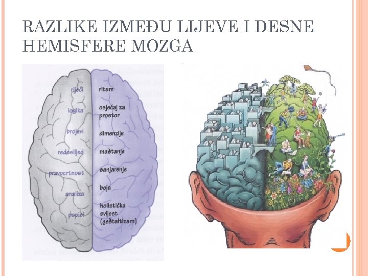 RAZLIKE IZMEĐU LIJEVE I DESNE HEMISFERE MOZGA 