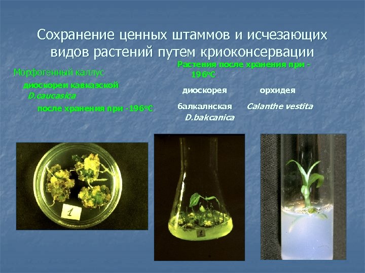 Сохранение ценных штаммов и исчезающих видов растений путем криоконсервации Морфогенный каллус диоскореи кавказской D.
