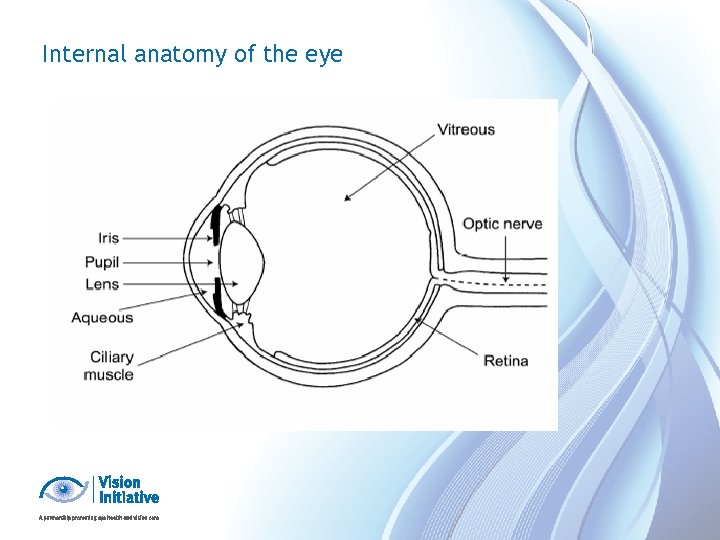 Internal anatomy of the eye 