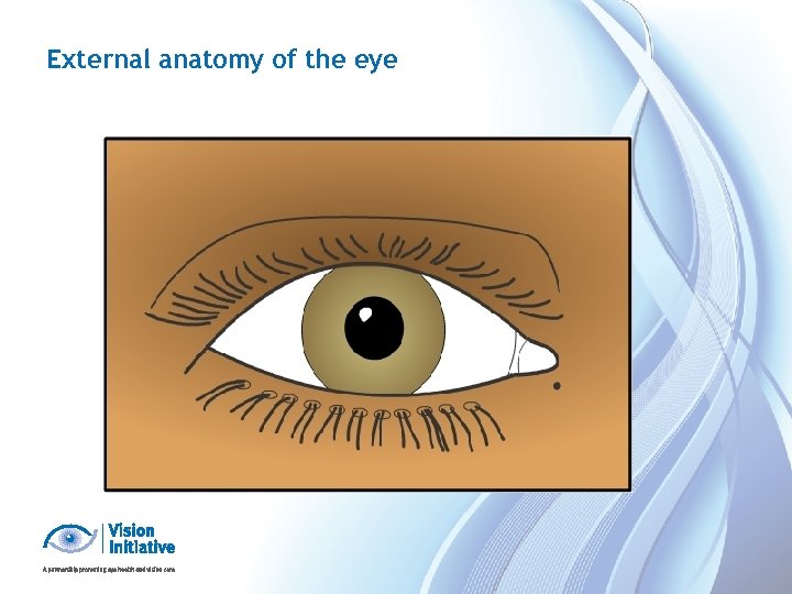 External anatomy of the eye 