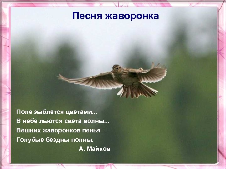 Песня жаворонка Поле зыблется цветами. . . В небе льются света волны. . .
