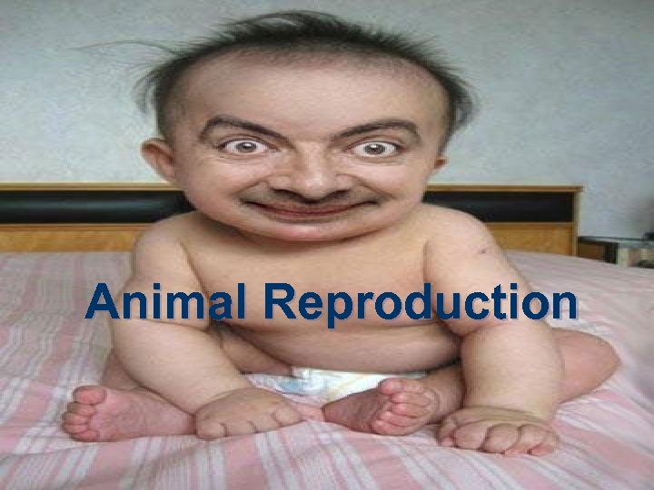 Animal Reproduction 