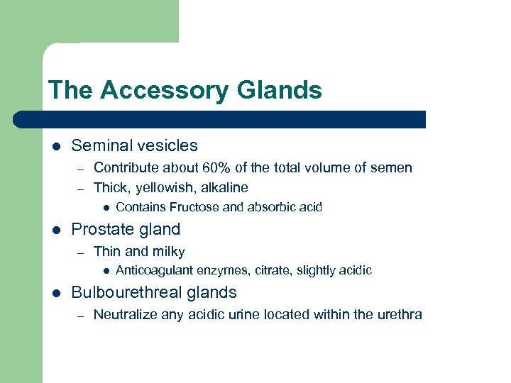 The Accessory Glands l Seminal vesicles – – Contribute about 60% of the total