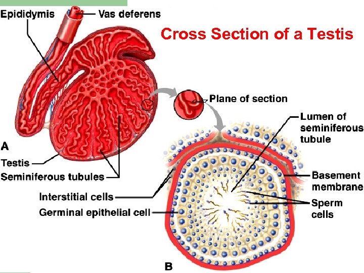 Cross Section of a Testis 