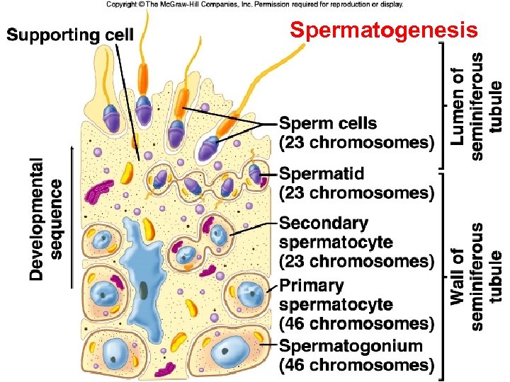 Spermatogenesis 