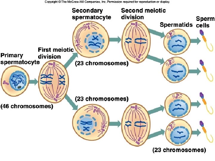 Animal Reproduction 2 forms of reproduction l