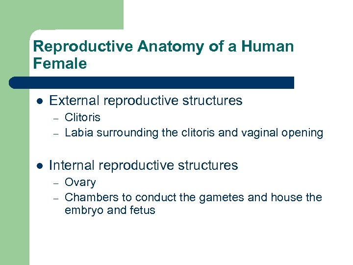 Reproductive Anatomy of a Human Female l External reproductive structures – – l Clitoris