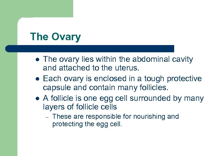 The Ovary l l l The ovary lies within the abdominal cavity and attached