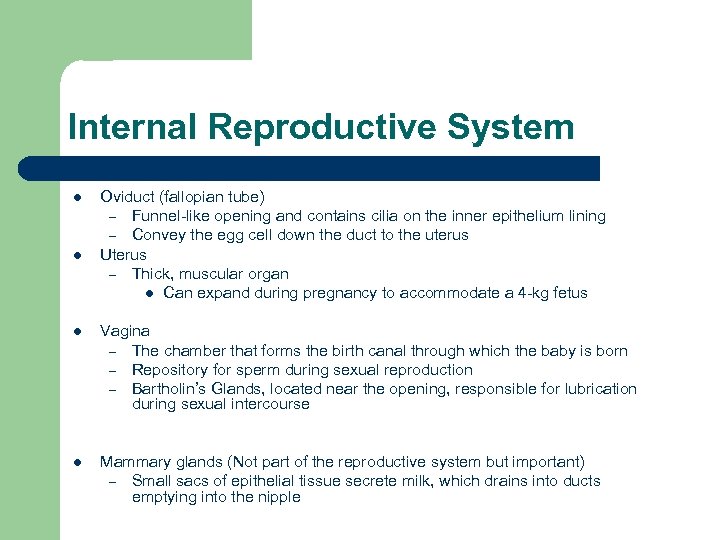 Internal Reproductive System l l Oviduct (fallopian tube) – Funnel-like opening and contains cilia