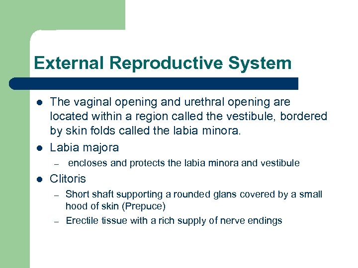 External Reproductive System l l The vaginal opening and urethral opening are located within