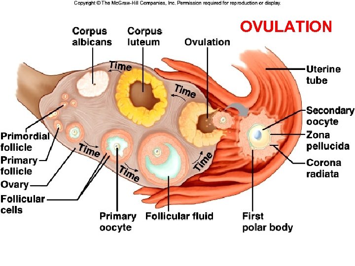 OVULATION 