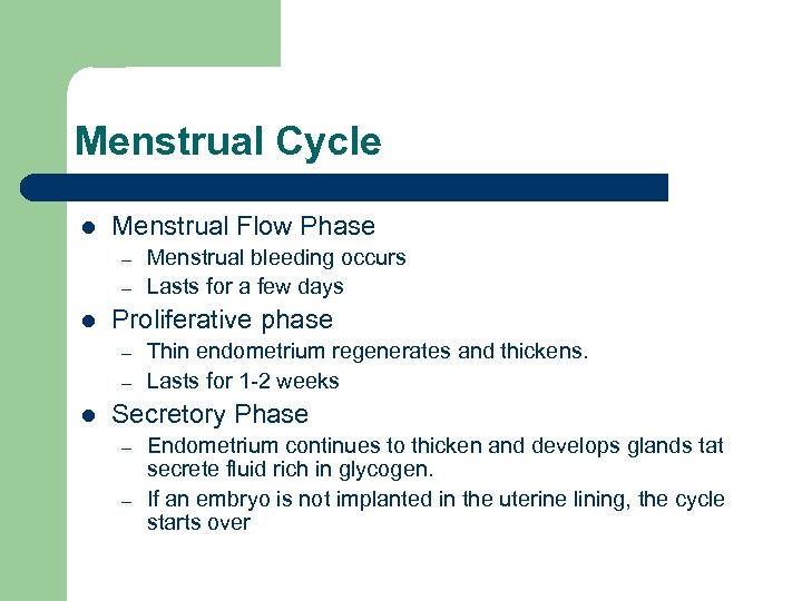 Menstrual Cycle l Menstrual Flow Phase – – l Proliferative phase – – l