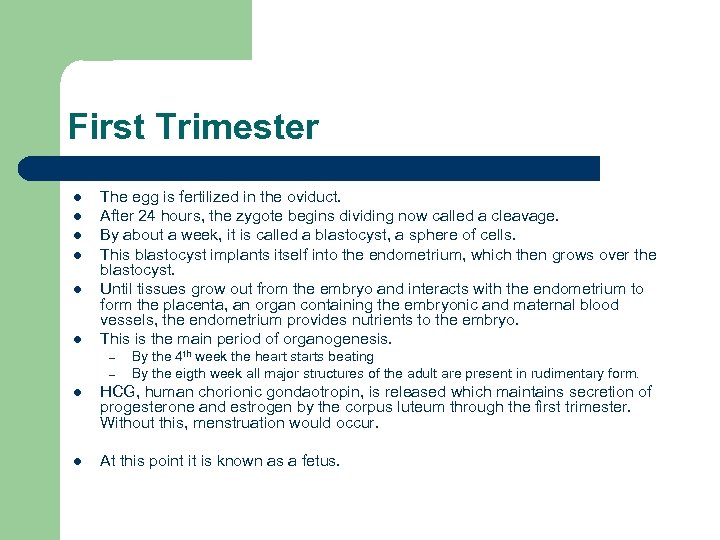 First Trimester l l l The egg is fertilized in the oviduct. After 24