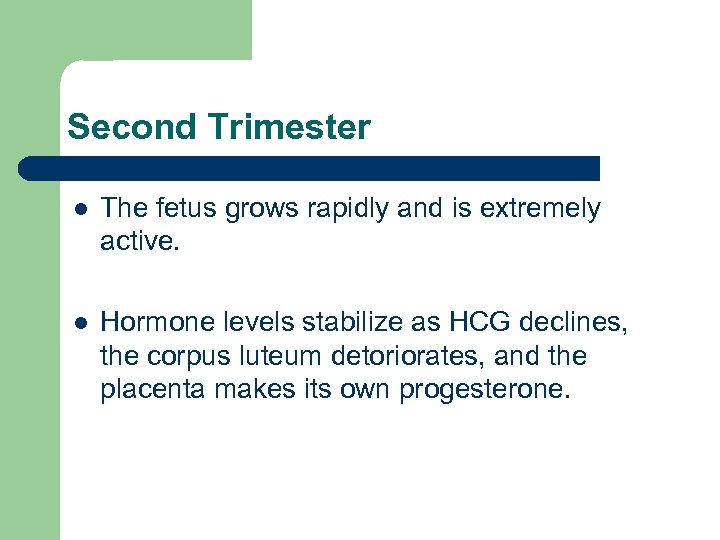 Second Trimester l The fetus grows rapidly and is extremely active. l Hormone levels