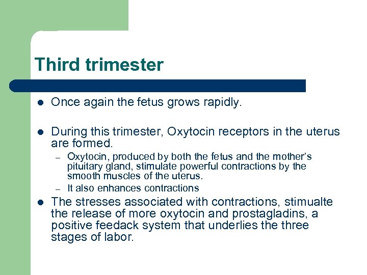 Third trimester l Once again the fetus grows rapidly. l During this trimester, Oxytocin