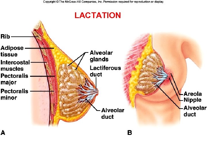 LACTATION 