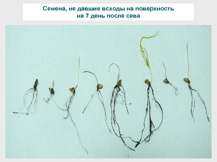 Семена, не давшие всходы на поверхность на 7 день после сева 