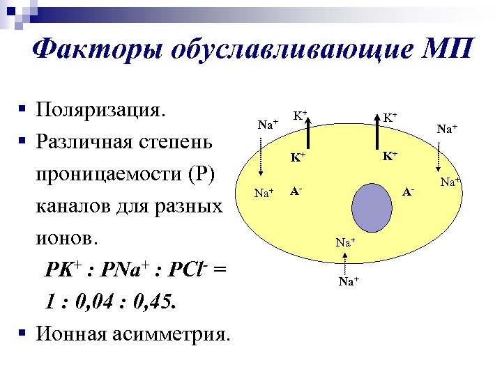 Факторы обуславливающие МП § Поляризация. § Различная степень проницаемости (Р) каналов для разных ионов.