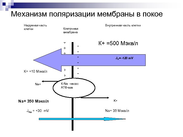 Механизм поляризации мембраны в покое Наружная часть клетки К+ =10 Мэкв/л Na+ 350 Мэкв/л