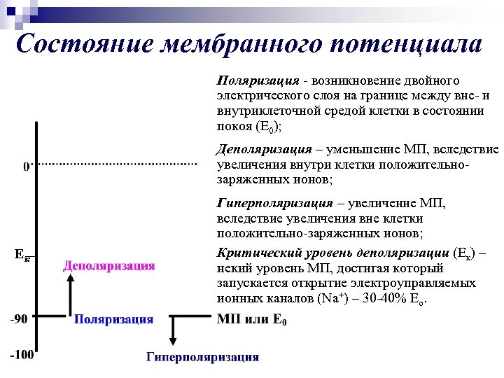 Состояние мембранного потенциала Поляризация - возникновение двойного электрического слоя на границе между вне- и