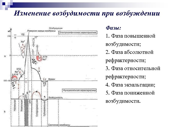 Изменение возбудимости при возбуждении 3 1 2 4 5 Фазы: 1. Фаза повышенной возбудимости;