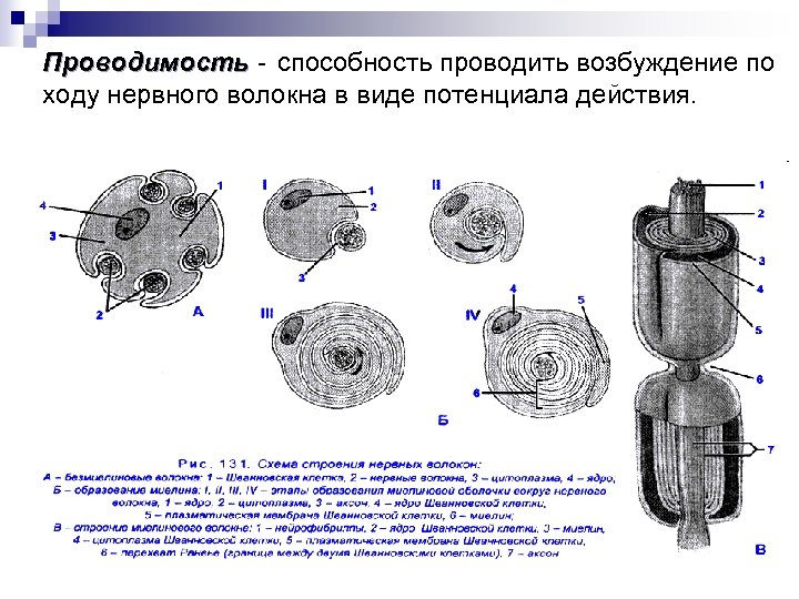 Проводимость - способность проводить возбуждение по ходу нервного волокна в виде потенциала действия. 