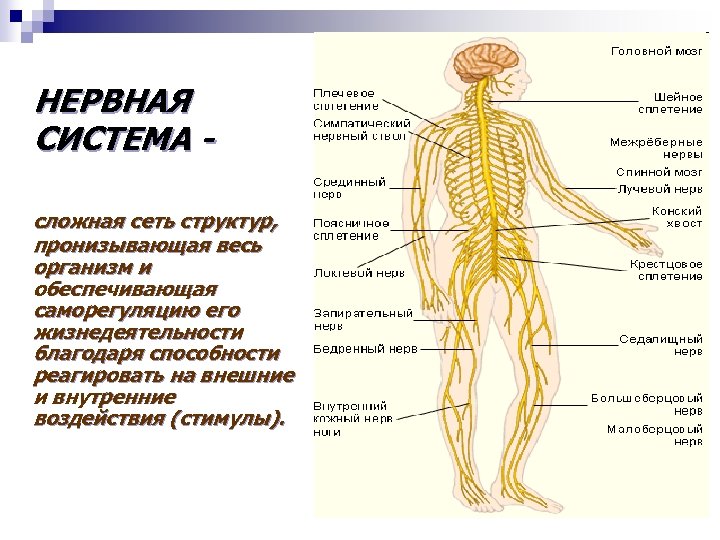 НЕРВНАЯ СИСТЕМА сложная сеть структур, пронизывающая весь организм и обеспечивающая саморегуляцию его жизнедеятельности благодаря