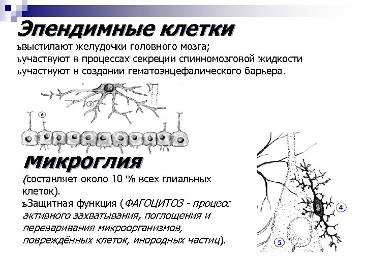 Эпендимные клетки ь выстилают желудочки головного мозга; ь участвуют в процессах секреции спинномозговой жидкости