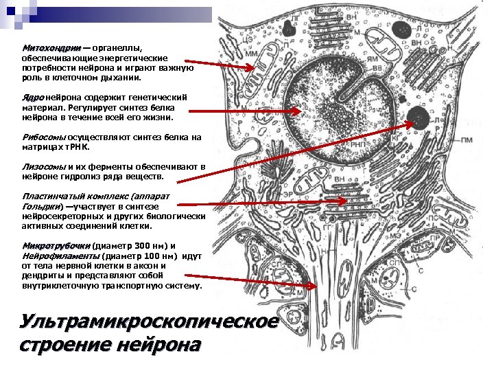 Схема ультрамикроскопического строения фибробласта и образования волокнистого компонента