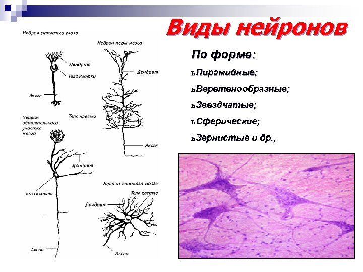 Виды нервных клеток схема