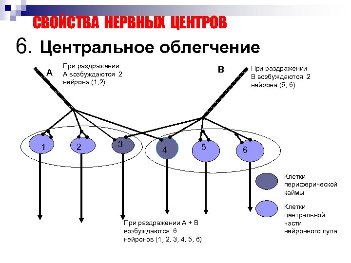 СВОЙСТВА НЕРВНЫХ ЦЕНТРОВ 6. Центральное облегчение А 1 При раздражении А возбуждаются 2 нейрона