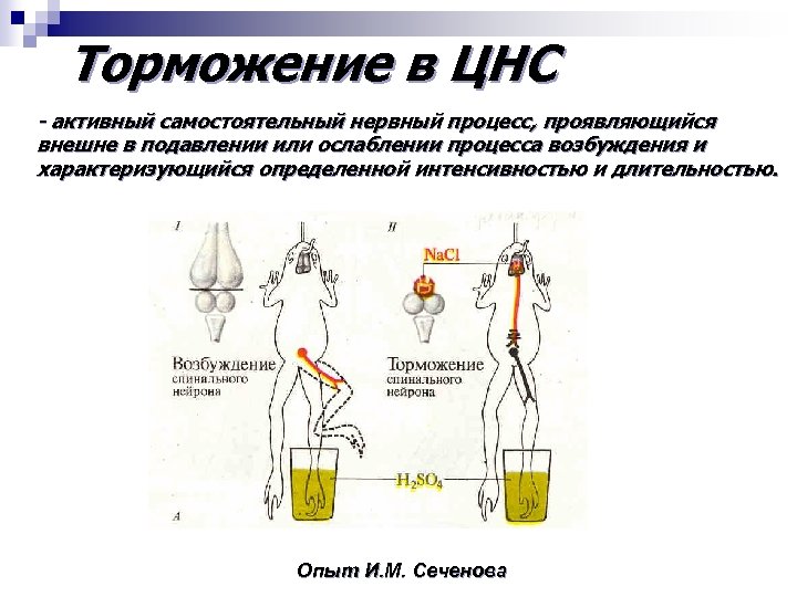 Торможение в ЦНС - активный самостоятельный нервный процесс, проявляющийся внешне в подавлении или ослаблении