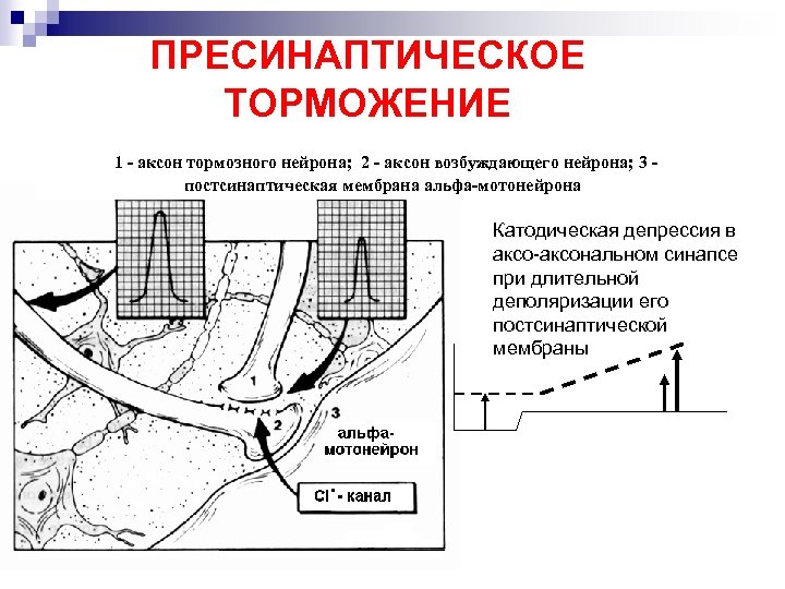ПРЕСИНАПТИЧЕСКОЕ ТОРМОЖЕНИЕ 1 - аксон тормозного нейрона; 2 - аксон возбуждающего нейрона; 3 постсинаптическая