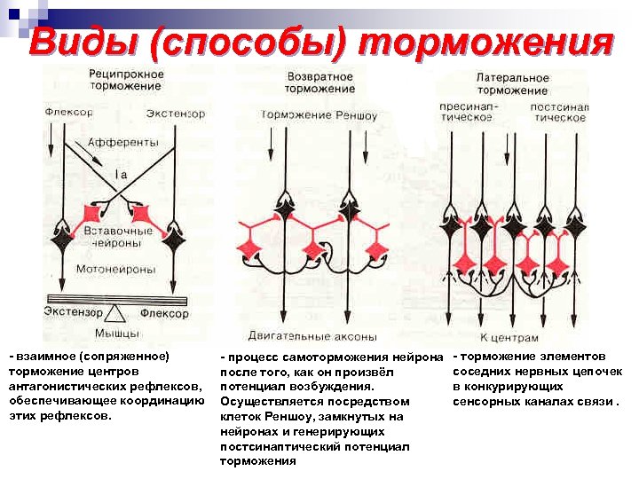 Виды (способы) торможения - взаимное (сопряженное) торможение центров антагонистических рефлексов, обеспечивающее координацию этих рефлексов.
