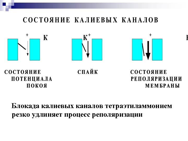 Блокада калиевых каналов тетраэтиламмонием резко удлиняет процесс реполяризации 