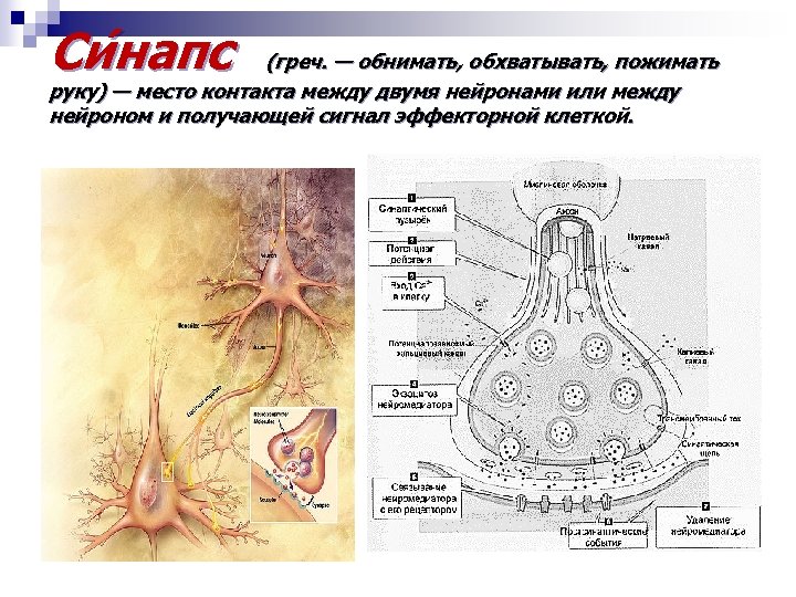 Си напс (греч. — обнимать, обхватывать, пожимать руку) — место контакта между двумя нейронами
