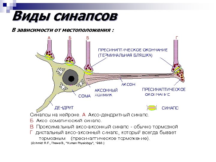 Виды синапсов В зависимости от местоположения : 