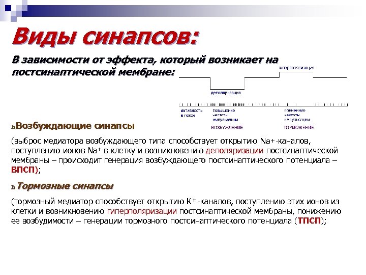 Виды синапсов: В зависимости от эффекта, который возникает на постсинаптической мембране: ь Возбуждающие синапсы