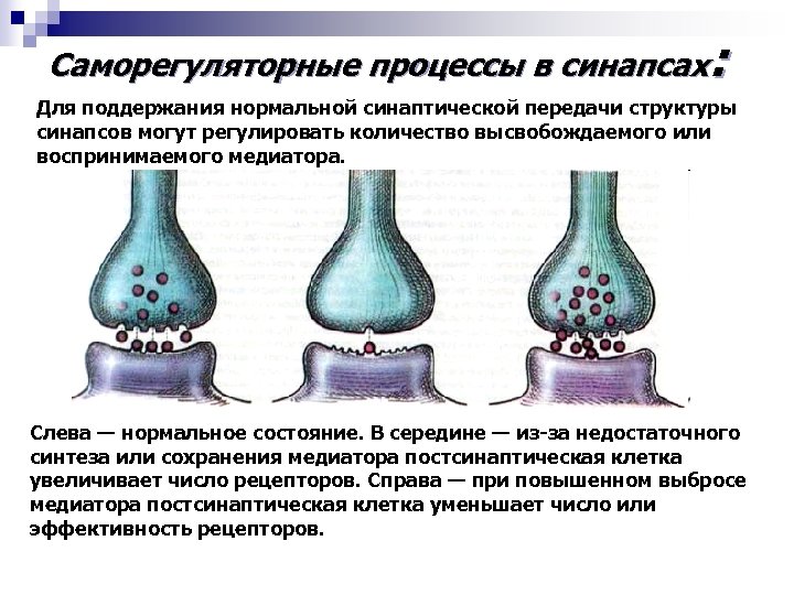 Саморегуляторные процессы в синапсах: Для поддержания нормальной синаптической передачи структуры синапсов могут регулировать количество
