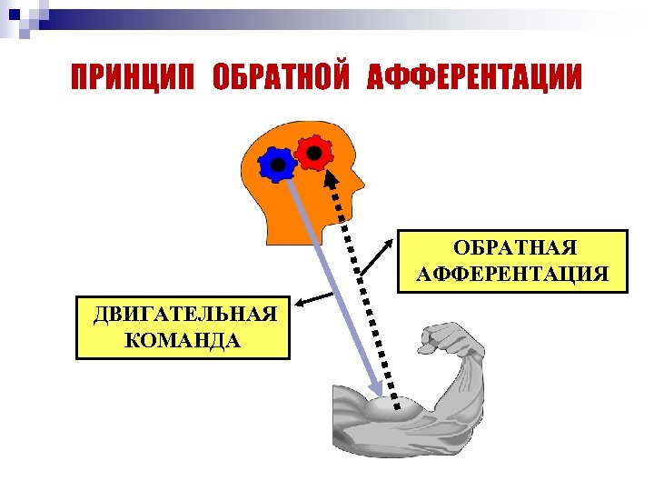 ПРИНЦИП ОБРАТНОЙ АФФЕРЕНТАЦИИ ОБРАТНАЯ АФФЕРЕНТАЦИЯ ДВИГАТЕЛЬНАЯ КОМАНДА 