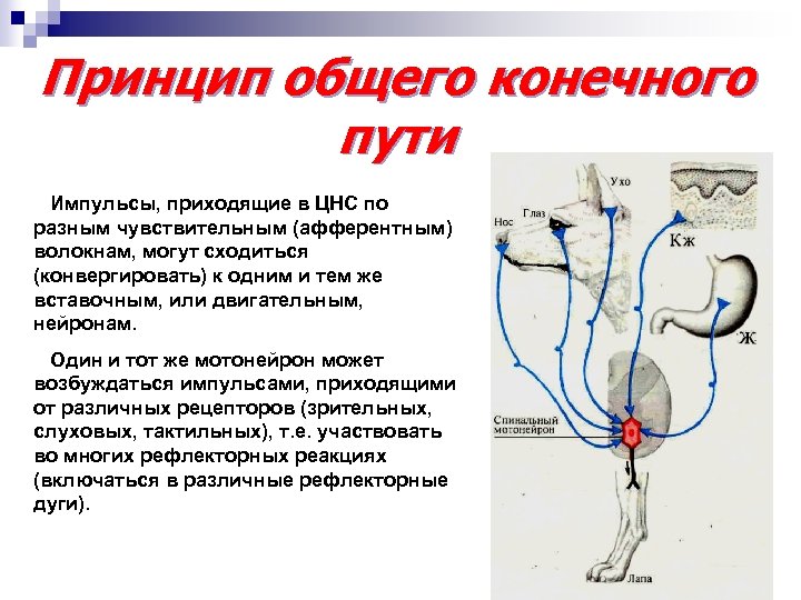 Принцип общего конечного пути