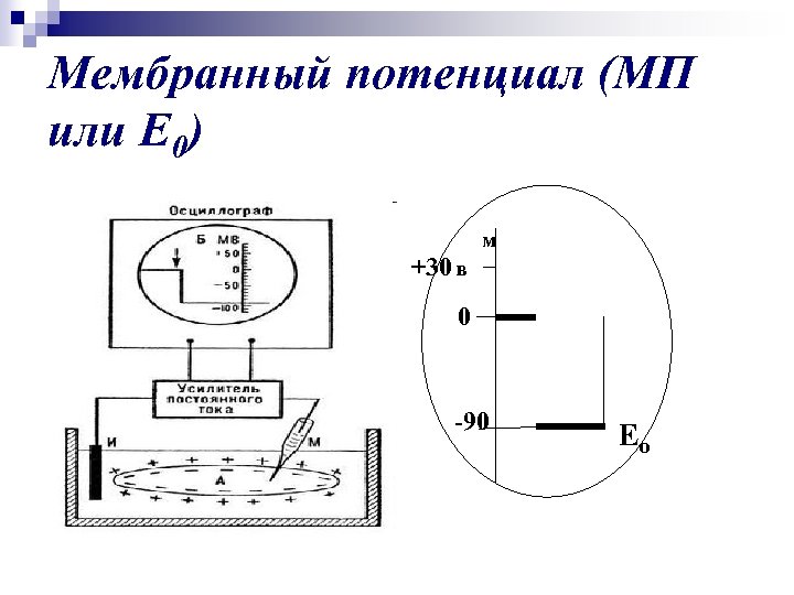 Мембранный потенциал (МП или Е 0) м +30 в 0 -90 Ео 