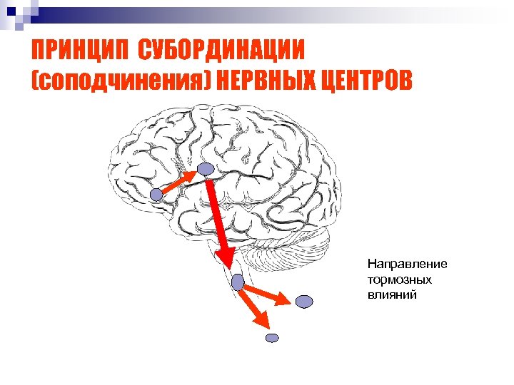 ПРИНЦИП СУБОРДИНАЦИИ (соподчинения) НЕРВНЫХ ЦЕНТРОВ Направление тормозных влияний 