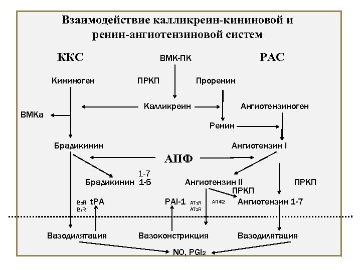 Взаимодействие калликреин-кининовой и ренин-ангиотензиновой систем ККС РАС ВМК-ПК Кининоген ПРКП Проренин Ангиотензиноген Калликреин ВМКа
