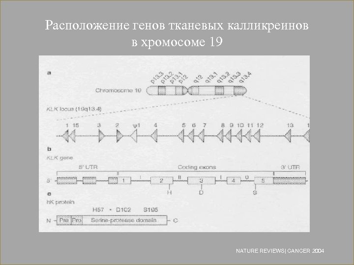 Расположение генов тканевых калликреинов в хромосоме 19 NATURE REVIEWS| CANCER 2004 