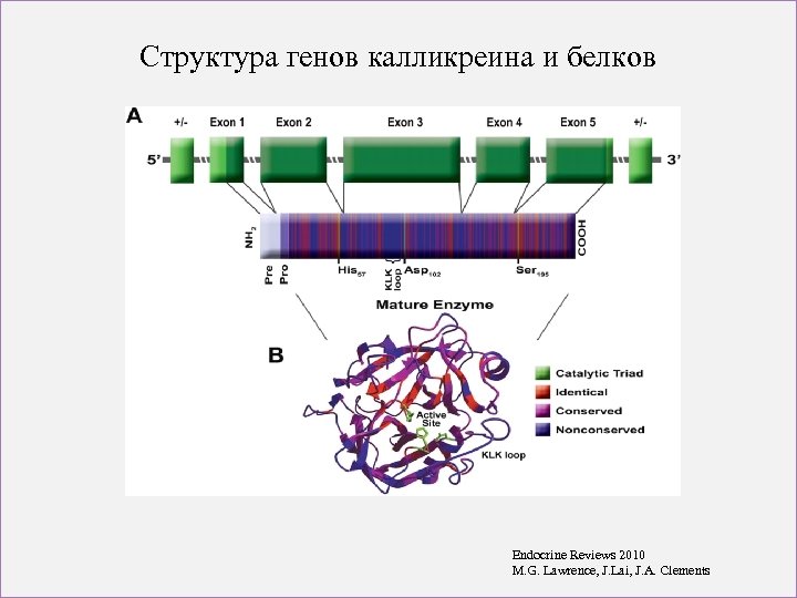 Структура генов калликреина и белков Endocrine Reviews 2010 M. G. Lawrence, J. Lai, J.